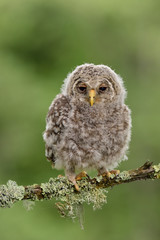 Juvenile Ural Owl