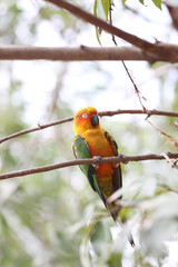 parakeet or parrot is sleeping on tree branch.