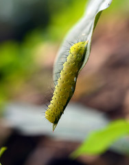 Caterpillar