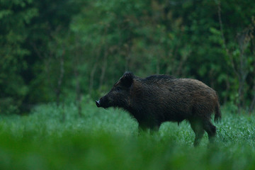 Male wild boar