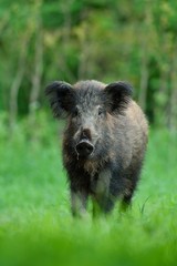 Wild boar with forest background
