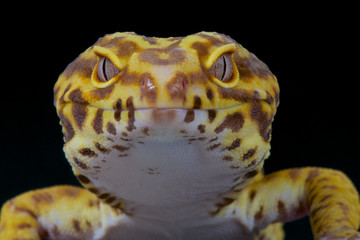 Leopard gecko