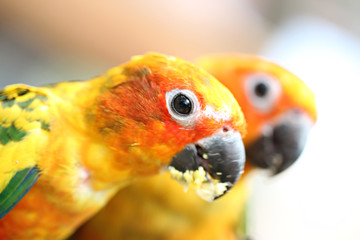 head of parrot is eating foods on tree branch.