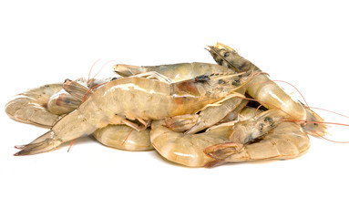 horse fly in Shrimp on white background.