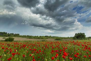 Rural fields with wild red poppies in summer