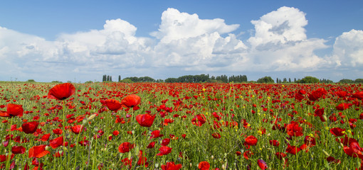 Obraz premium Rural fields with wild red poppies in summer