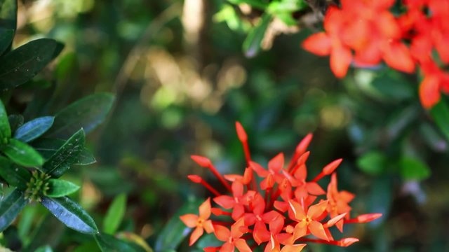 Landscape view of small Red flowers. Video with shift, change in