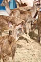 Young deer in the farm.