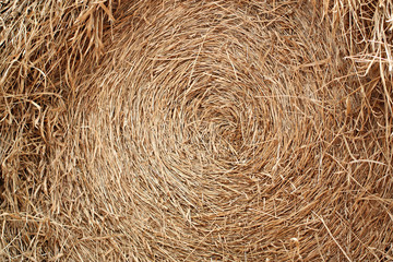 Rice straw after harvest.