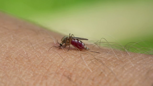 mosquito drinks blood out of man - macro