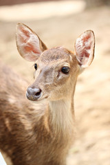 Young deer in the farm.