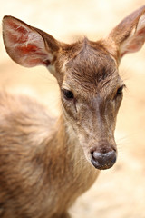 Young deer in the farm.