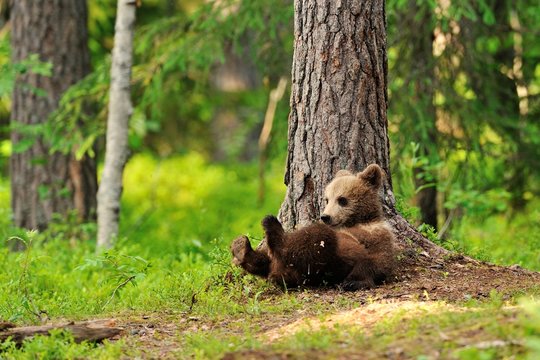 Bear cub resting
