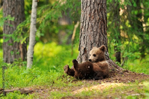 Bear cub resting
