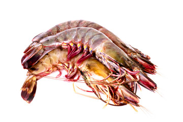 Raw shrimps in isolated on white