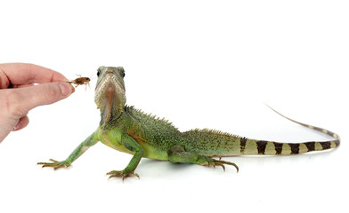 Chinese water dragon eating