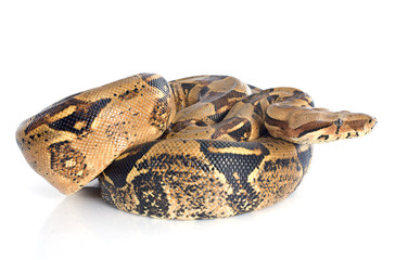 Boa constrictor