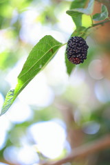Sweet Black Mulberry