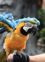 blue and yelloa parrot