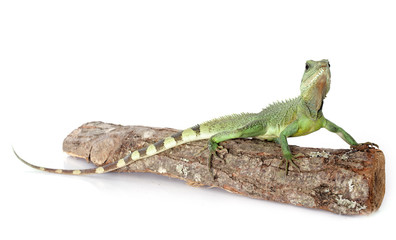 Fototapeta premium Chinese water dragon