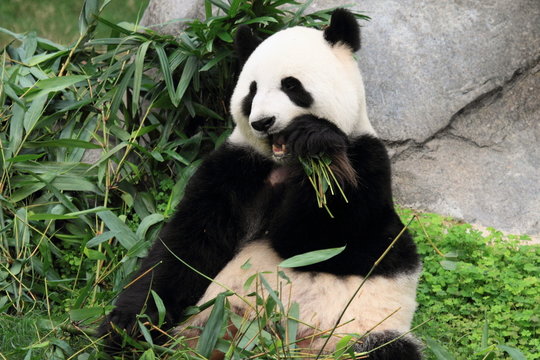 Fototapeta beautiful panda from Sichuan in Hong Kong zoo