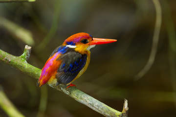 Dwarf Kingfisher (Ceyx erithaca) on the branch in nature