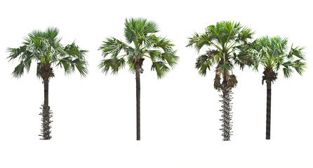 Obraz premium Palm tree on a white background