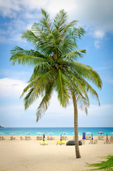 Fototapeta na wymiar Coconut palm tree on the beach with blue sky in Phuket, Thailand