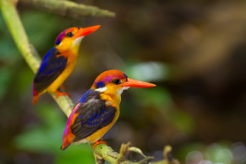 Couple lover of Dwarf Kingfisher on the branch in nature