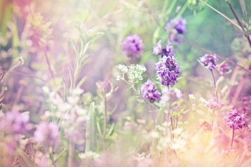 Obraz premium Beautiful flower of thyme (wild thyme)