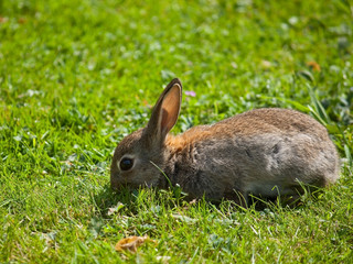 Wildkaninchen