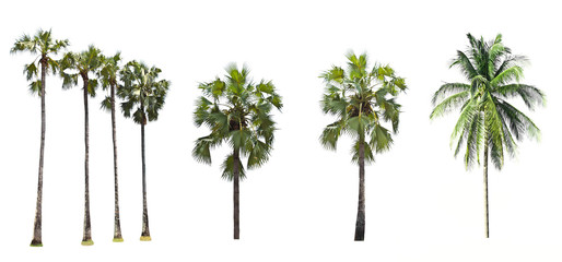 Fototapeta premium Palm tree on a white background