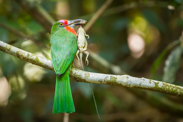 Red-bearded Bee-eater with flying tree lizard