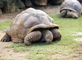 Fototapeta premium Big Seychelles turtle eat