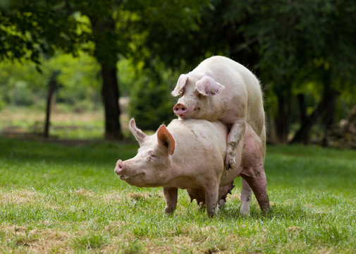 Pigs Mating