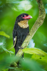 Portrait of Dusky Broadbill (Corydon sumatranus)