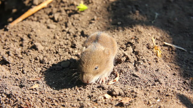 little mouse in the field