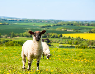 Grazing lamb © Dmitry Naumov