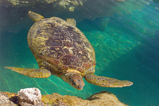 Schildkröte im Wasser
