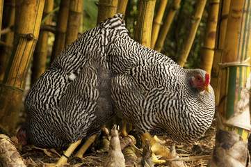 Chicken camouflage in the bamboo
