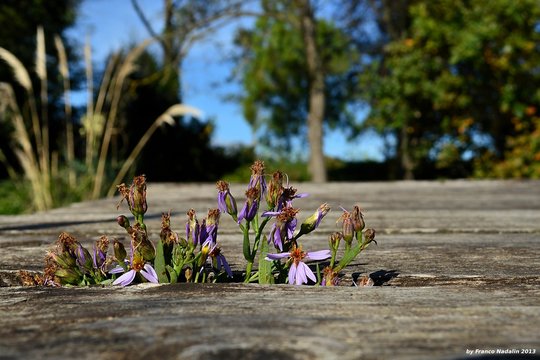 fiori in fuga