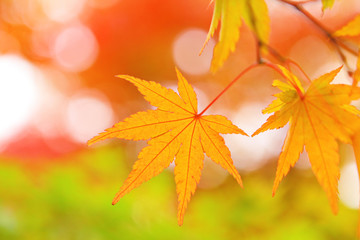 Naklejka na ściany i meble Autumn maple leave