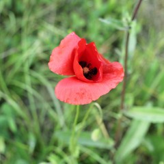 coquelicot