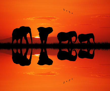 elephants at sunset