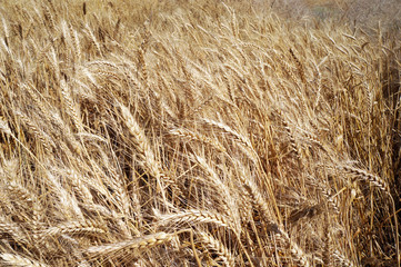 Wheat field