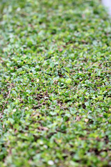 The green grass on the backyard.