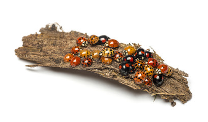 Fototapeta premium Nest of ladybugs on a bark piece