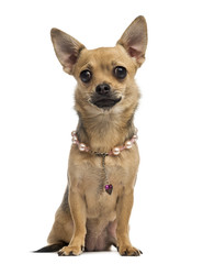 Chihuahua wearing a collar