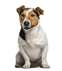 Jack Russell Terrier (3  years old)