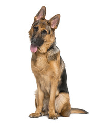 German Shepherd Dog (9 months old)